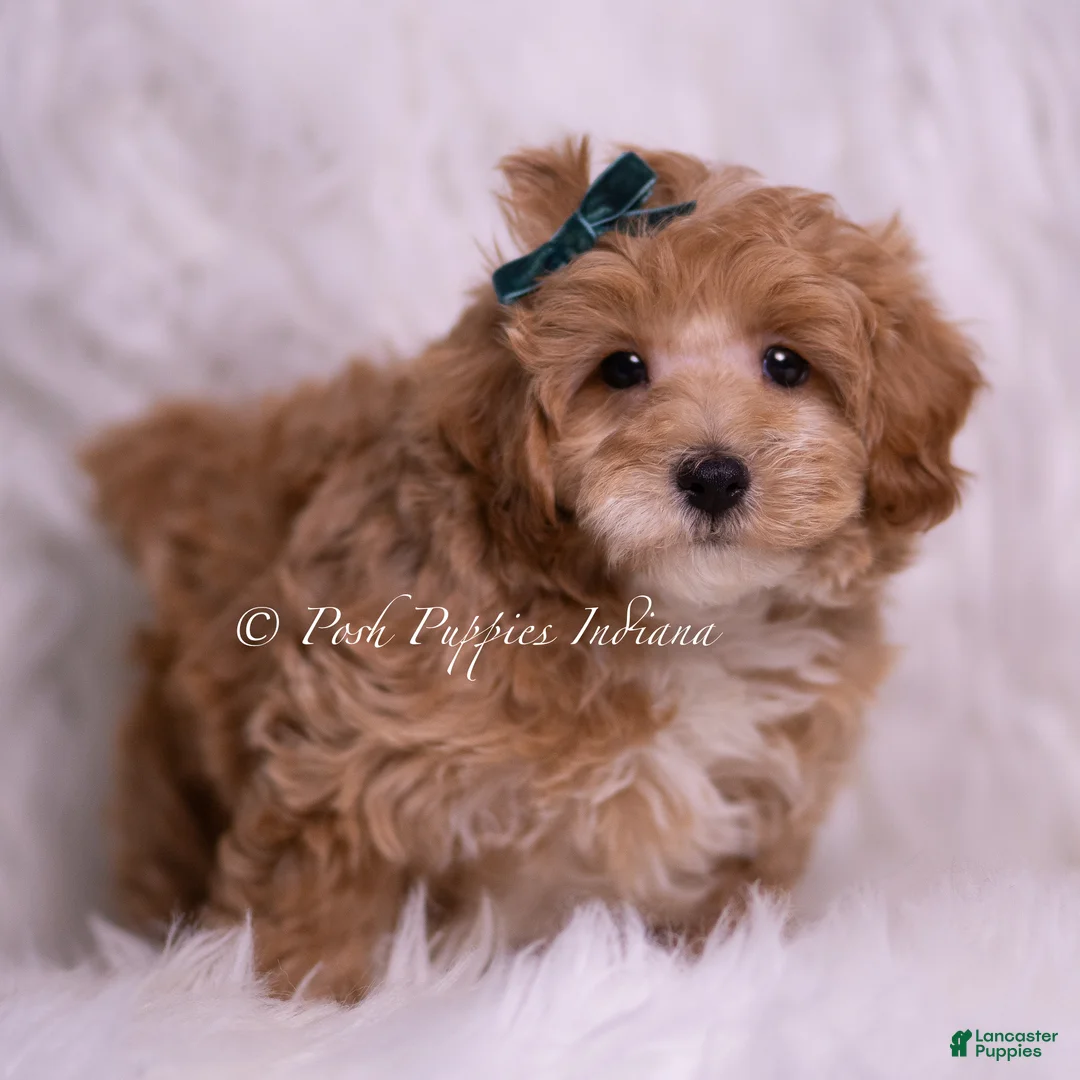 Maltipoo dogs for sale: Butterscotch - Ad 1