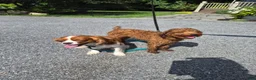 Cavapoo dogs for sale: Littlefoot - Ad 9