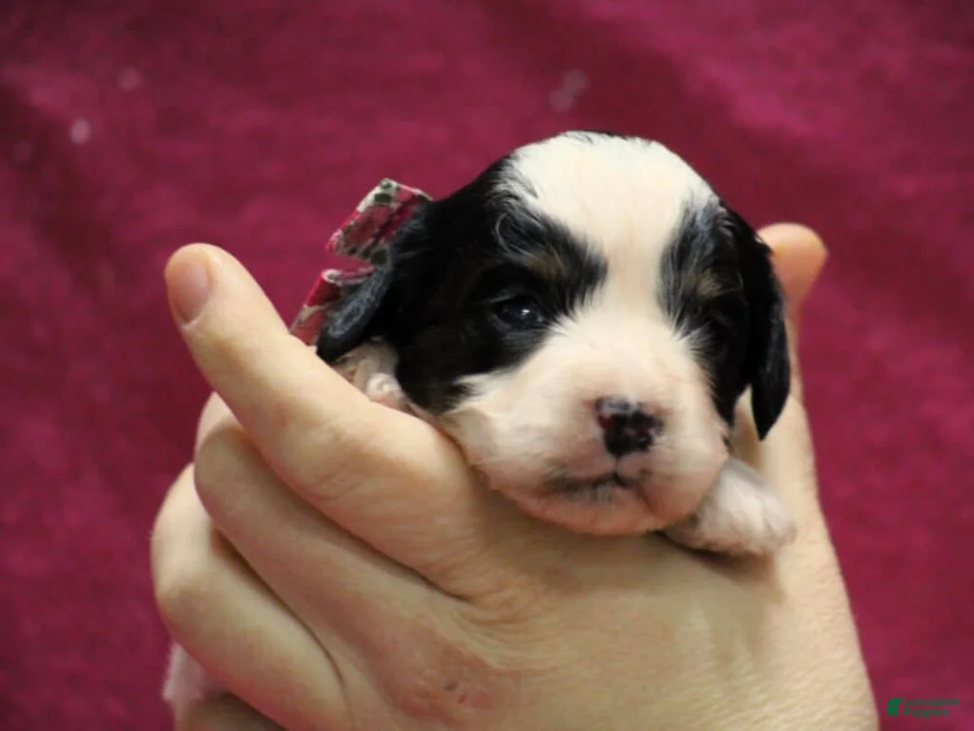 Cavapoo dogs for sale: Erica - Ad 2