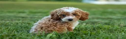 Miniature Poodle dogs for sale:  Ginger 🌸 - Ad 19