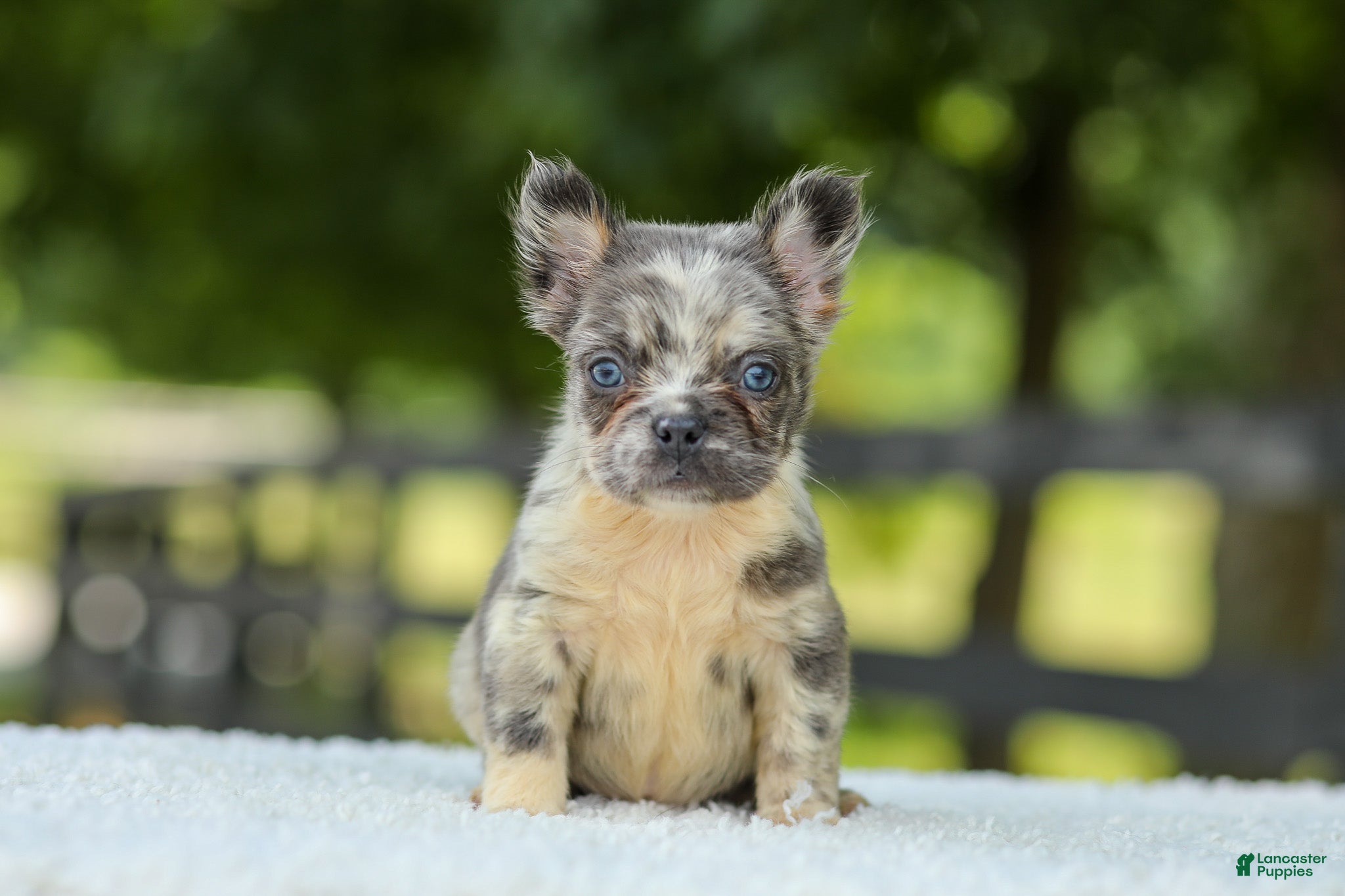 French Bulldog dogs Lisa - Ad 1