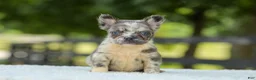 French Bulldog dogs for sale: Lisa - Ad 1