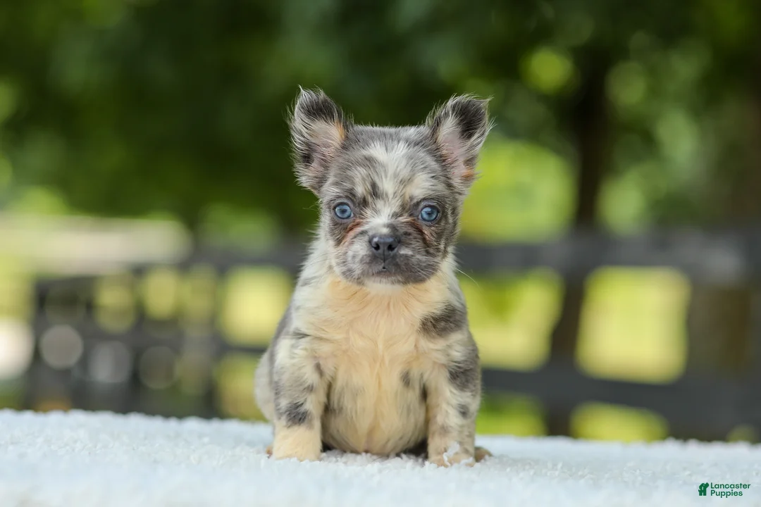 French Bulldog dogs for sale: Lisa - Ad 1