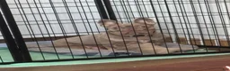 French Bulldog dogs for sale: Cami  - Ad 10