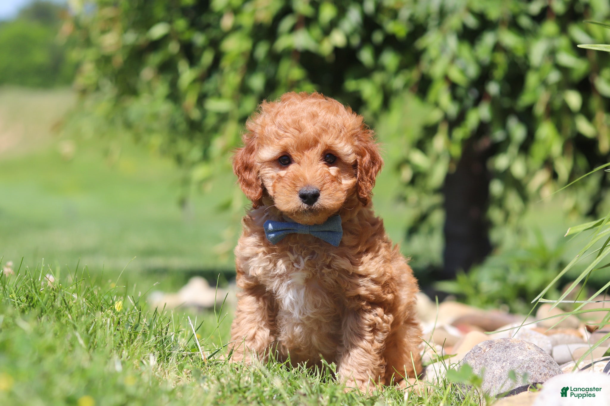 Mini Goldendoodle dogs Chase - Ad 1