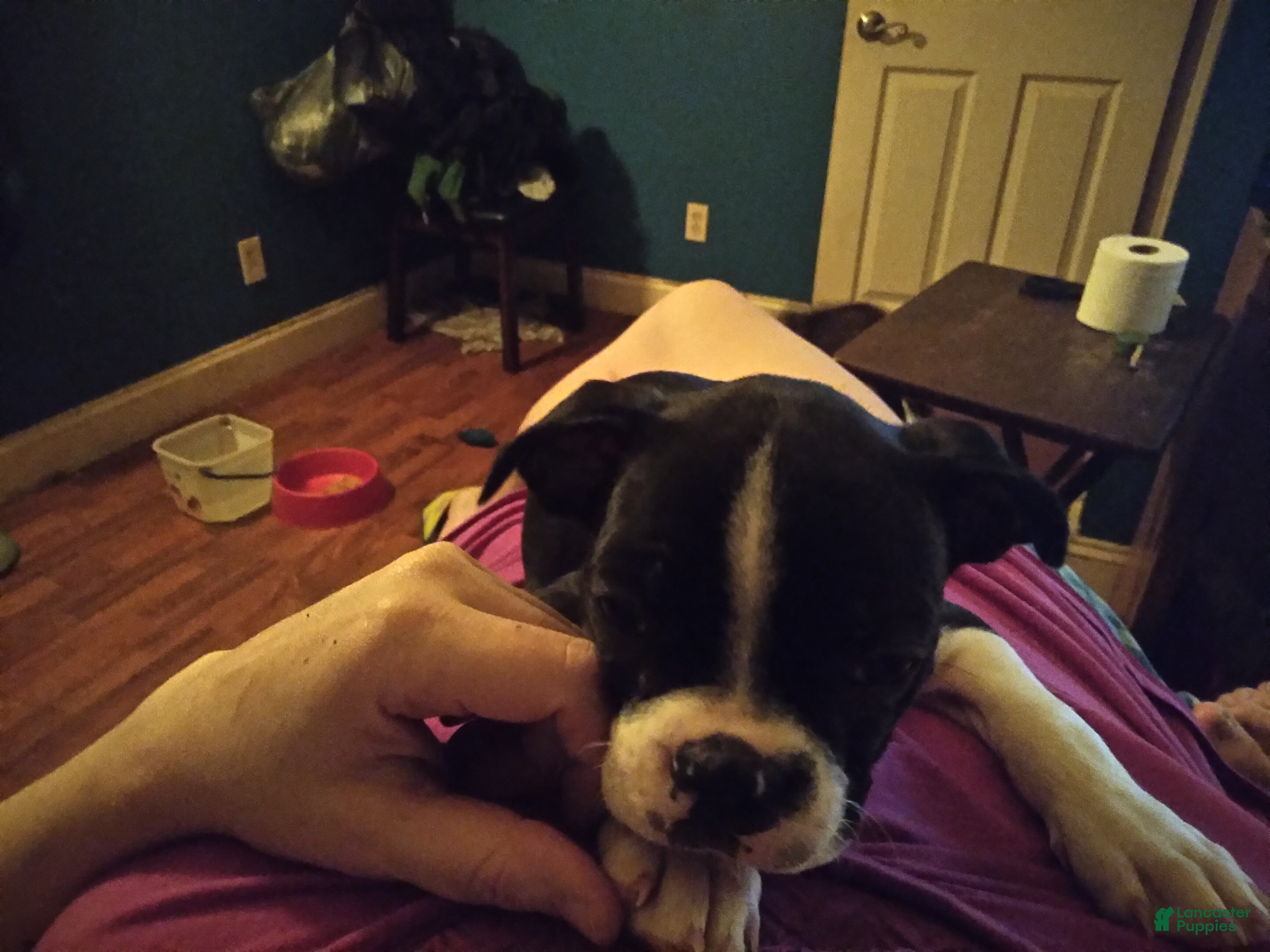 Boston Terrier dogs Sister Bear Boston Terrier 6 - Ad 19