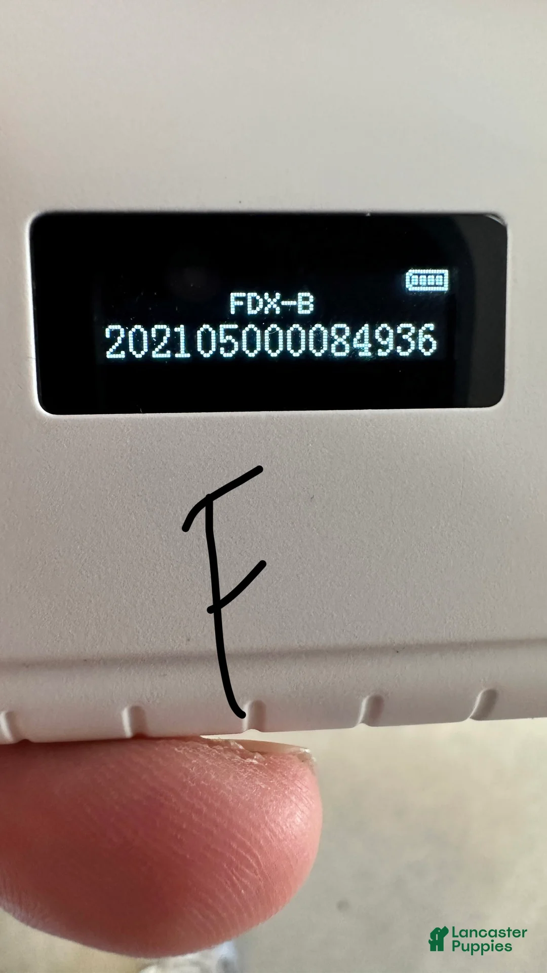 Cavapoo dogs for sale: Girl Dotty - 4936 - Ad 10