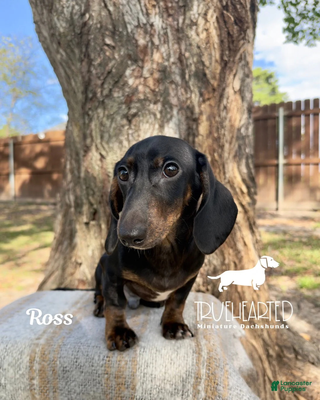 Miniature Dachshund dogs for sale: Ross - Ad 2