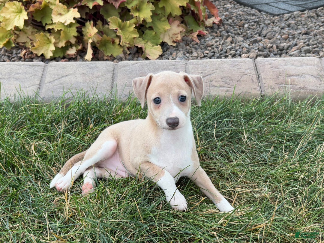 Italian Greyhound dogs for sale: Gordie - Ad 6