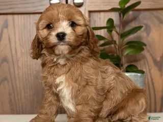 Cavapoo dogs Milo - Ad 5