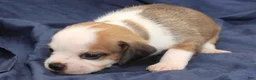 Puggle dogs for sale: Anakin - Ad 1