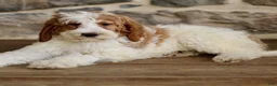 Goldendoodle dogs for sale: Josie - Ad 2