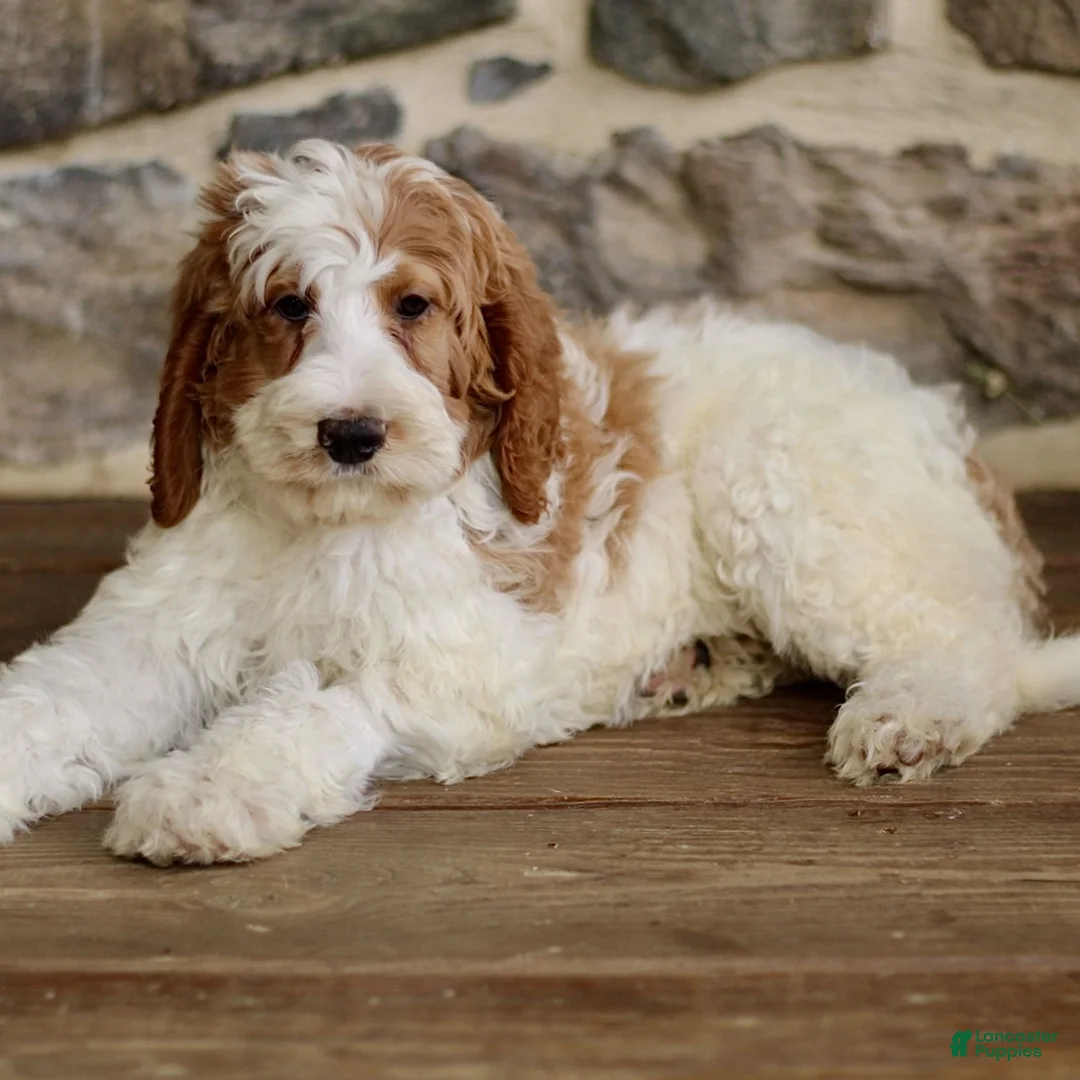Goldendoodle dogs for sale: Josie - Ad 2