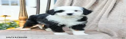 Mini Bernedoodle dogs for sale: Target - Ad 4