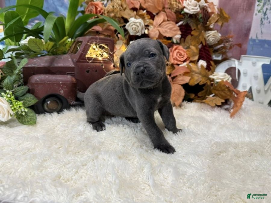 Cane Corso dogs Presley - Ad 2