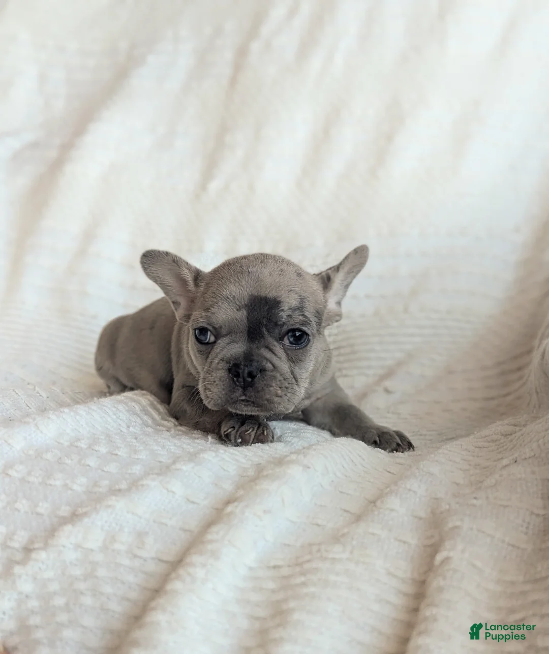 French Bulldog dogs for sale: Marble  - Ad 2