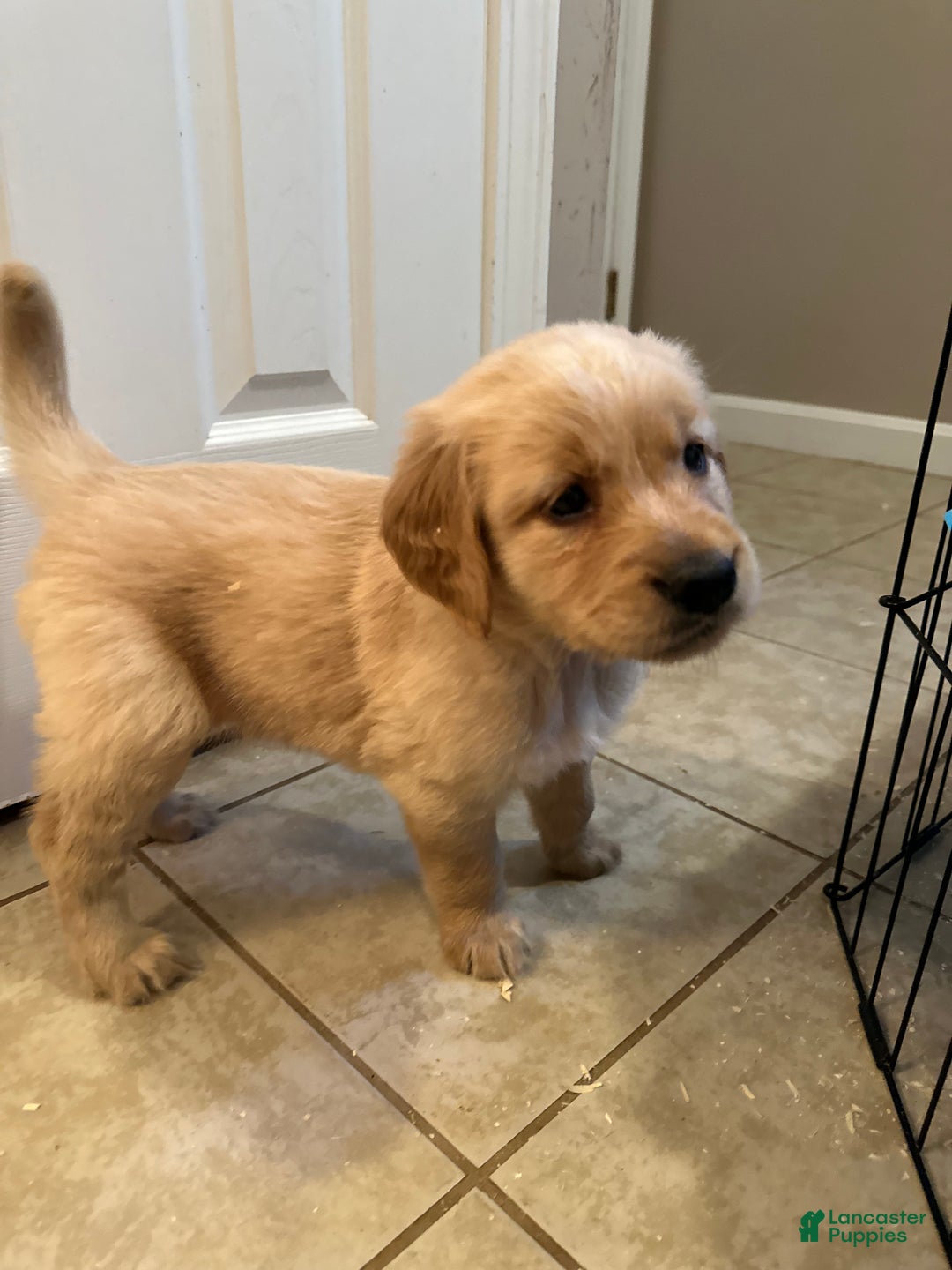 Mixed Breed dogs for sale: Mixed Breed Puppy 8 - Ad 1