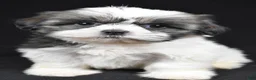 Shih Tzu dogs for sale: Gina - Ad 8
