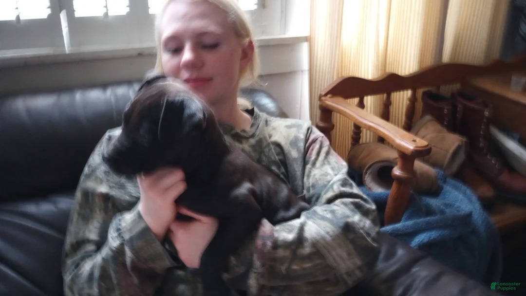 American Bully dogs for sale: Jordan Burroughs - Ad 2