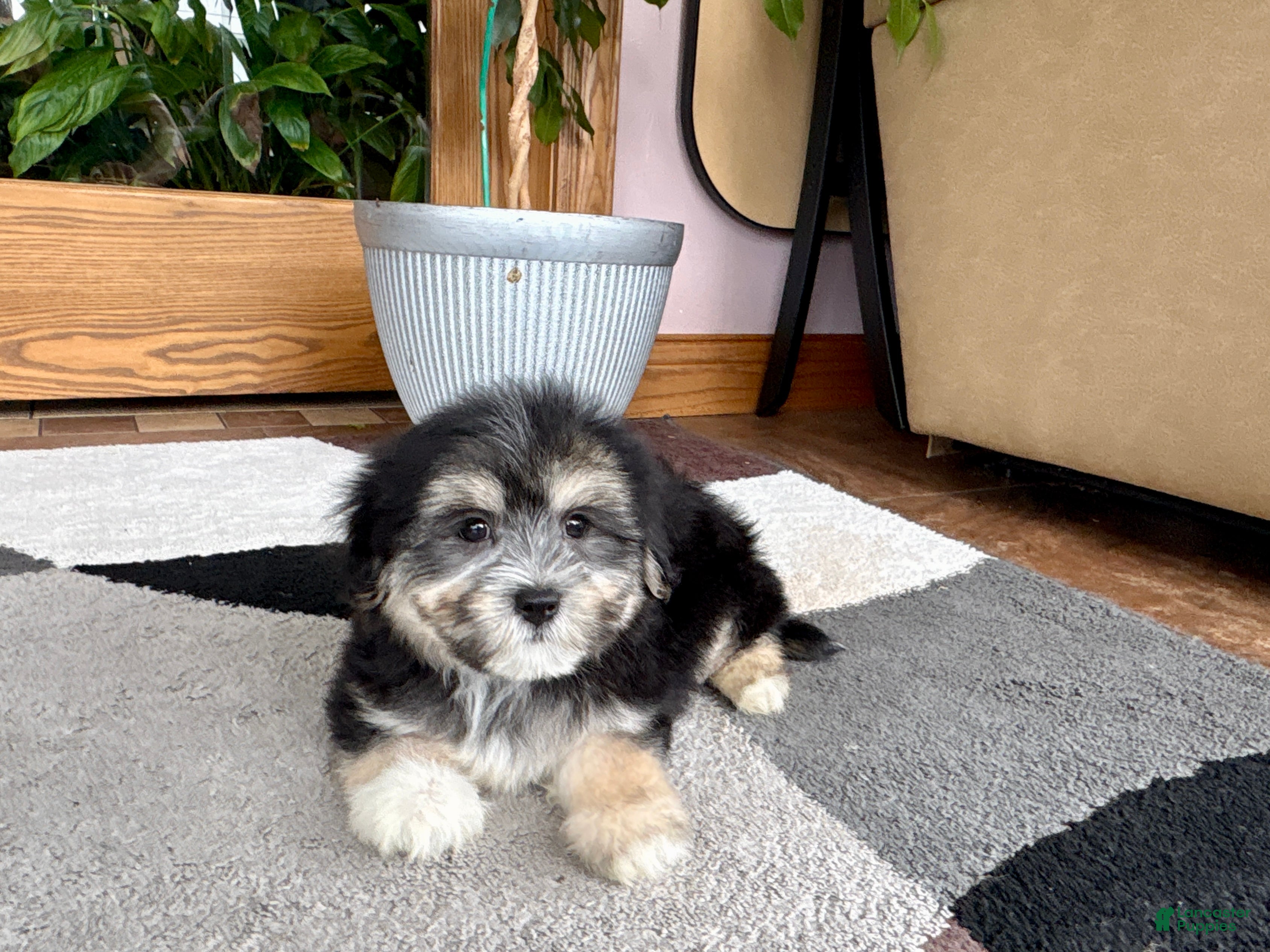 Mixed Breed dogs Lhasa/Maltese boy 2  - Ad 2
