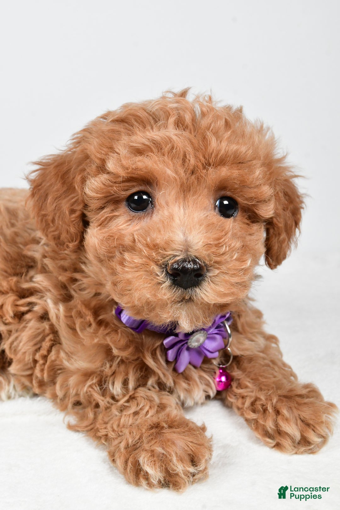 Maltipoo dogs for sale: Sara - Ad 3