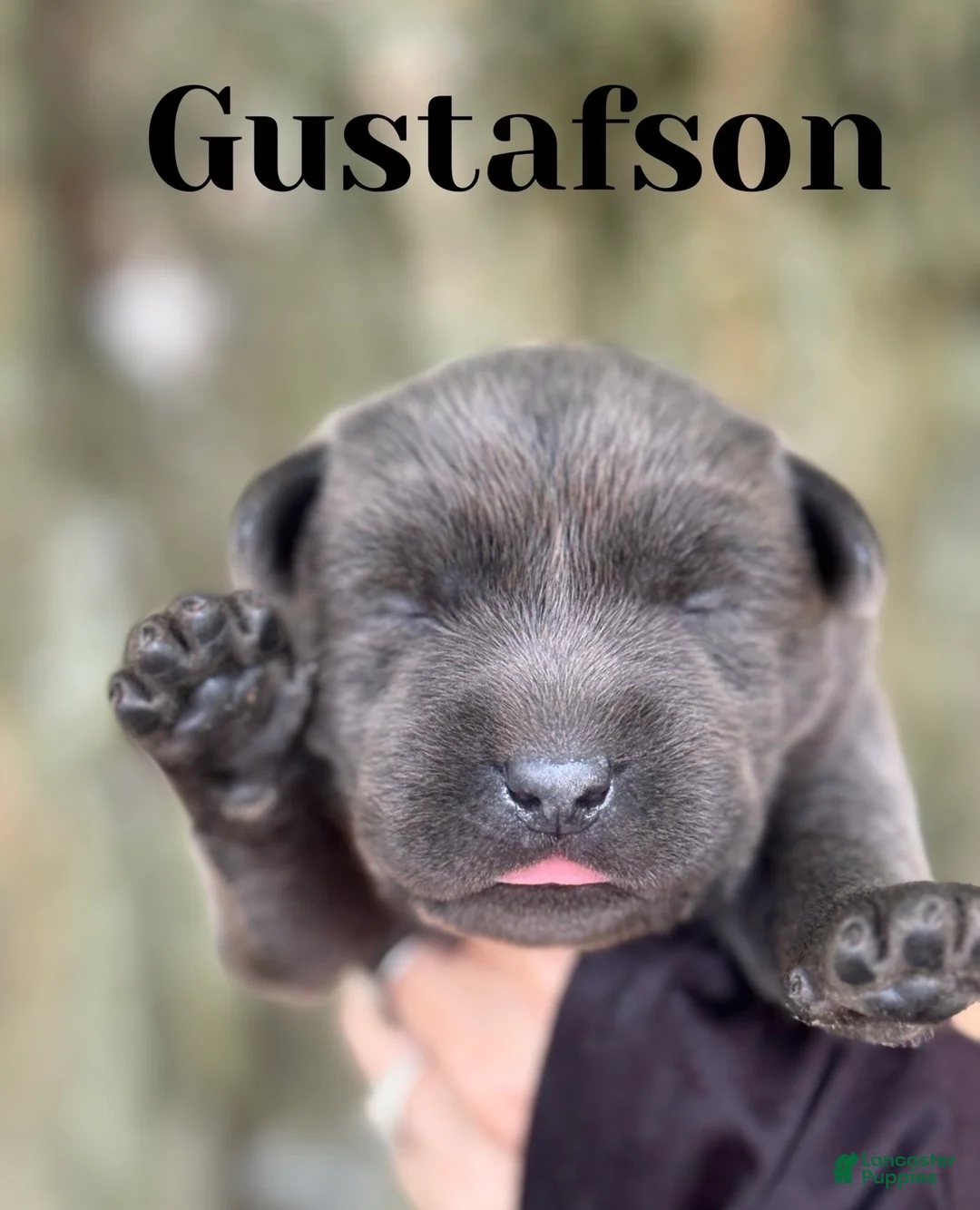 Labrador Retriever dogs for sale: Labrador Retriever 2 - Ad 1