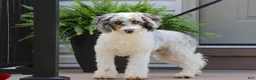Mini Bernedoodle dogs for sale: Cody - Ad 12