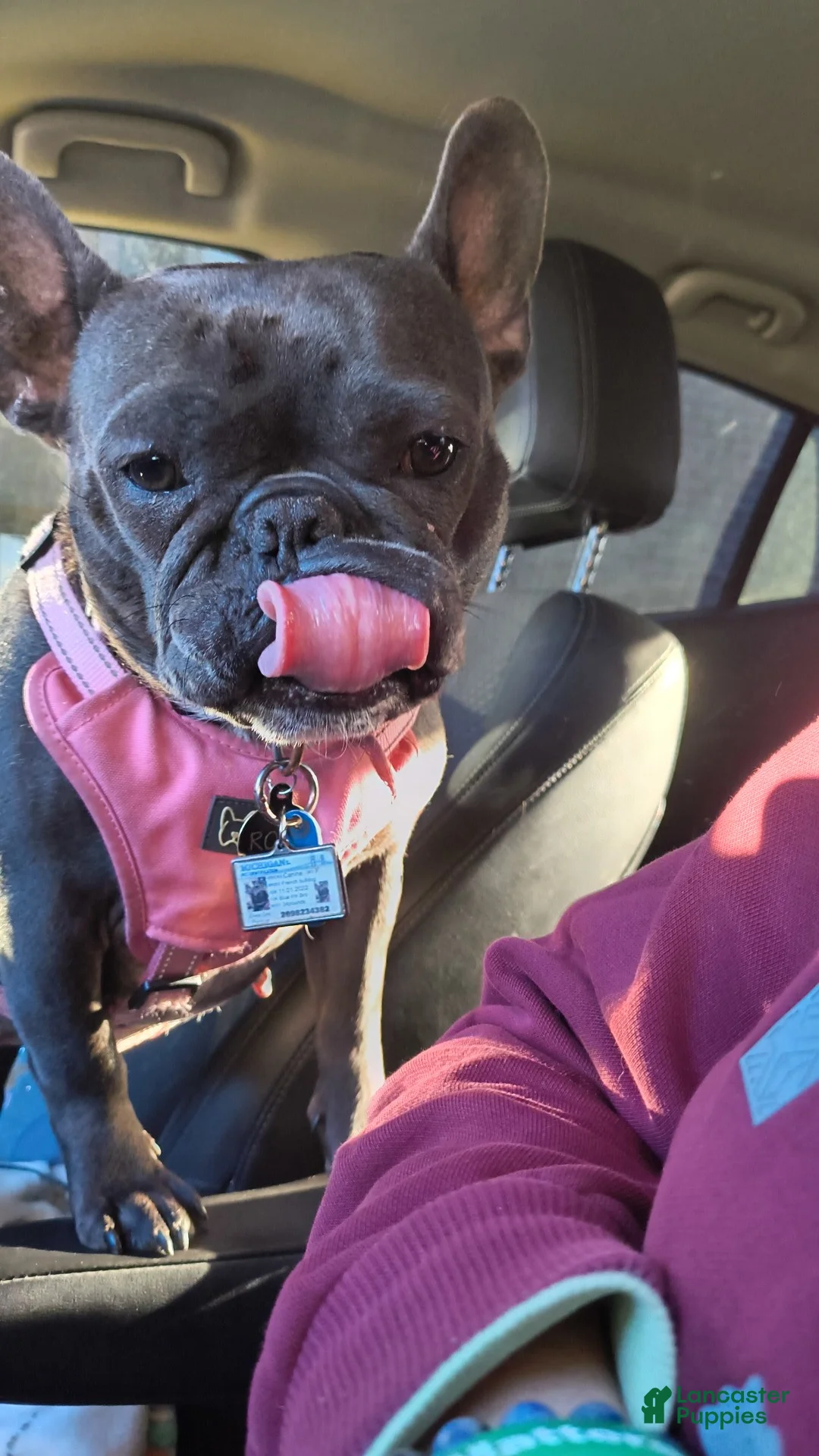 French Bulldog dogs for sale: French Bulldog Puppy 3 - Ad 2