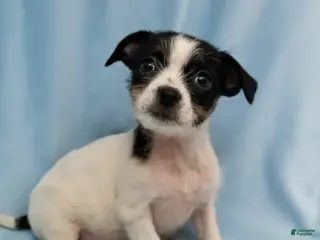 Mixed Breed dogs Billy - Ad 11