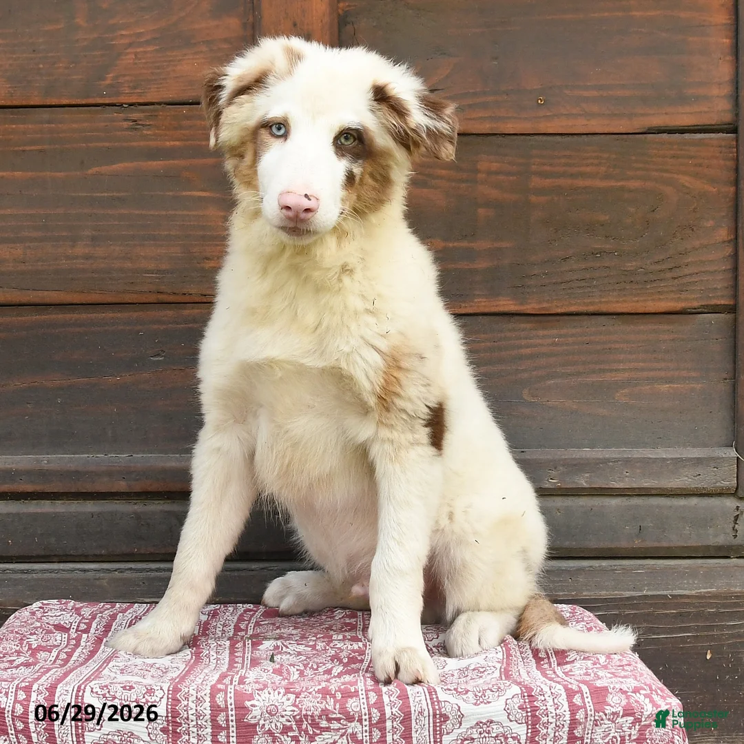 Miniature Australian Shepherd dogs for sale: Gus - Ad 2