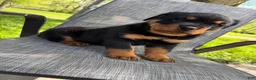 Rottweiler dogs for sale: Bear - Ad 9