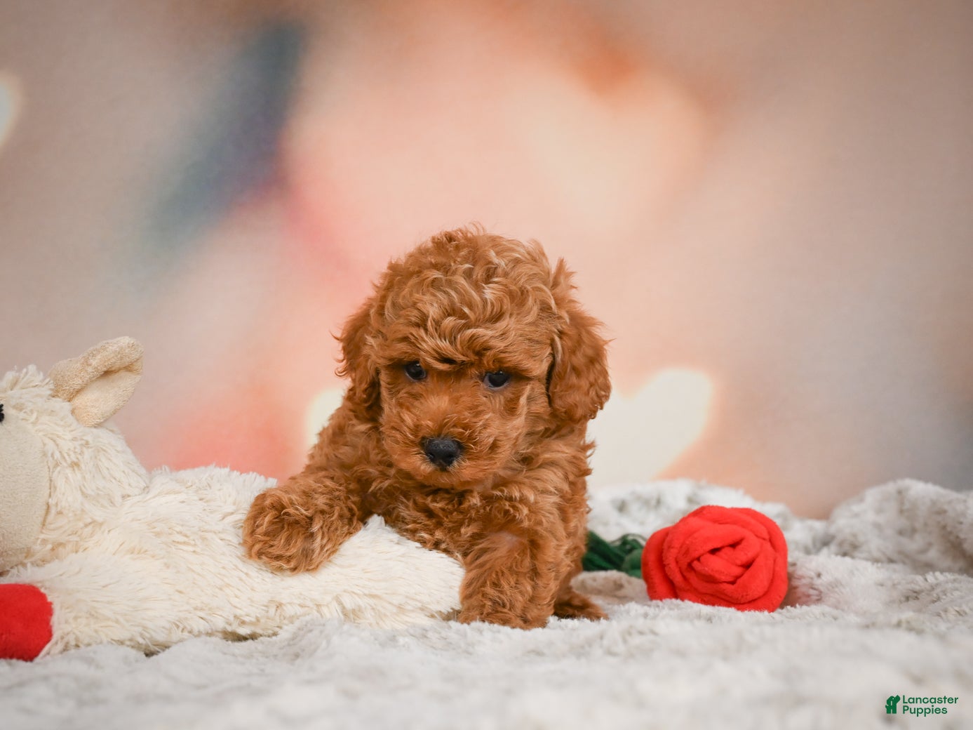 Toy Poodle dogs Cash - Ad 2