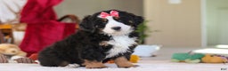 Bernese Mountain Dog dogs for sale: Bailey - Ad 4