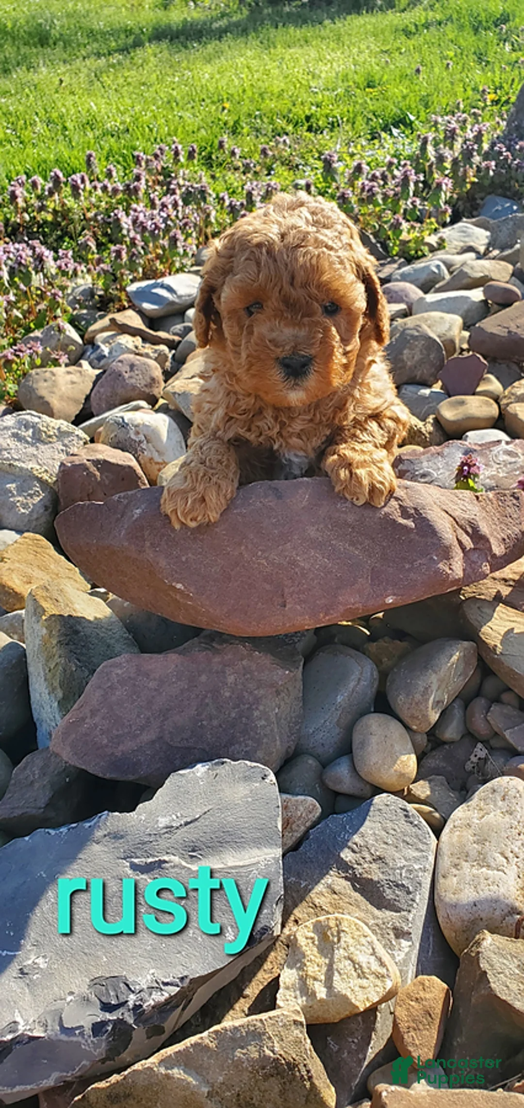 Toy Poodle dogs for sale: Rusty - Ad 2