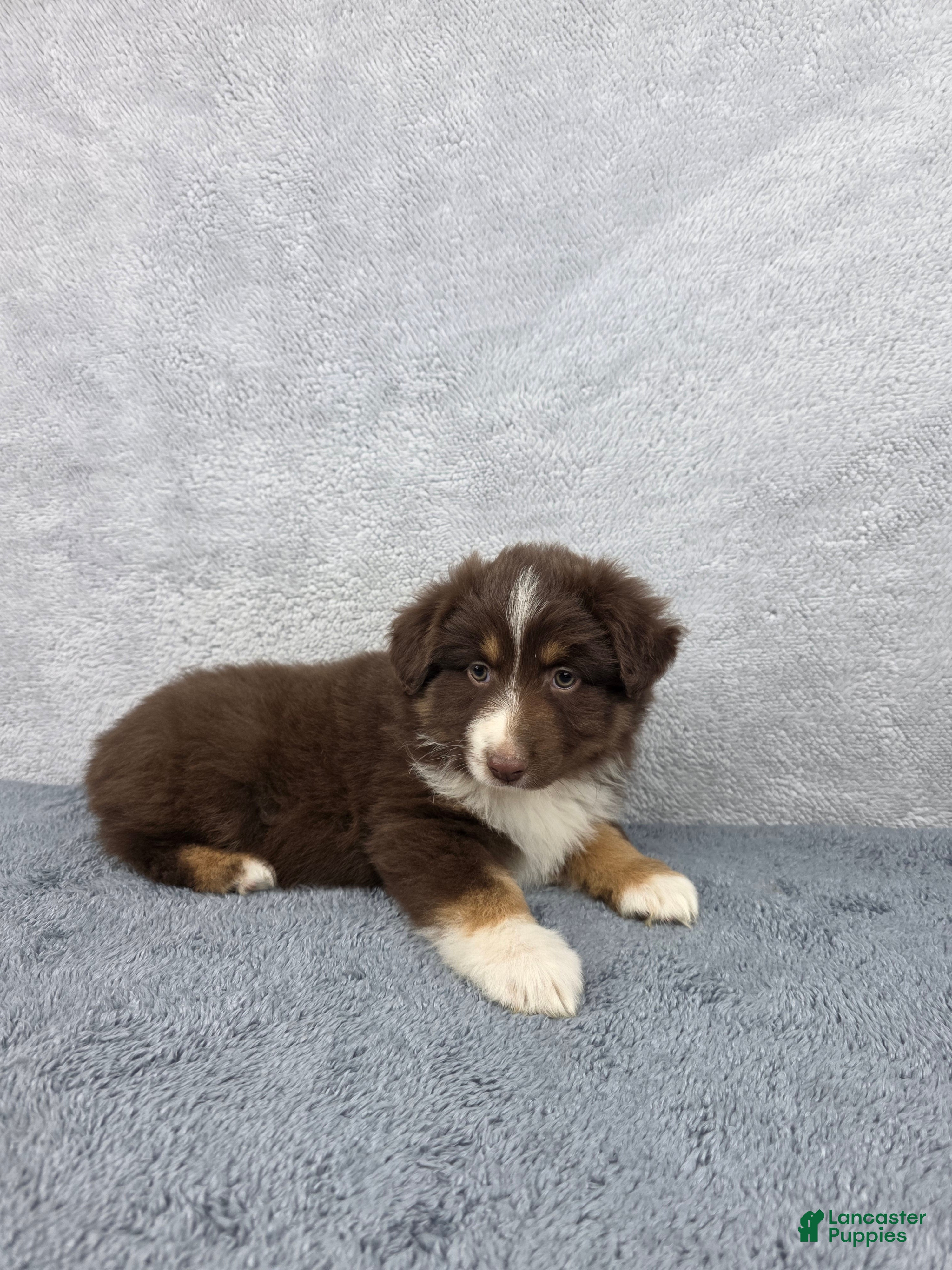 Miniature Australian Shepherd dogs Luna - Ad 2