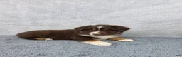 Miniature Australian Shepherd dogs for sale: Luna - Ad 2