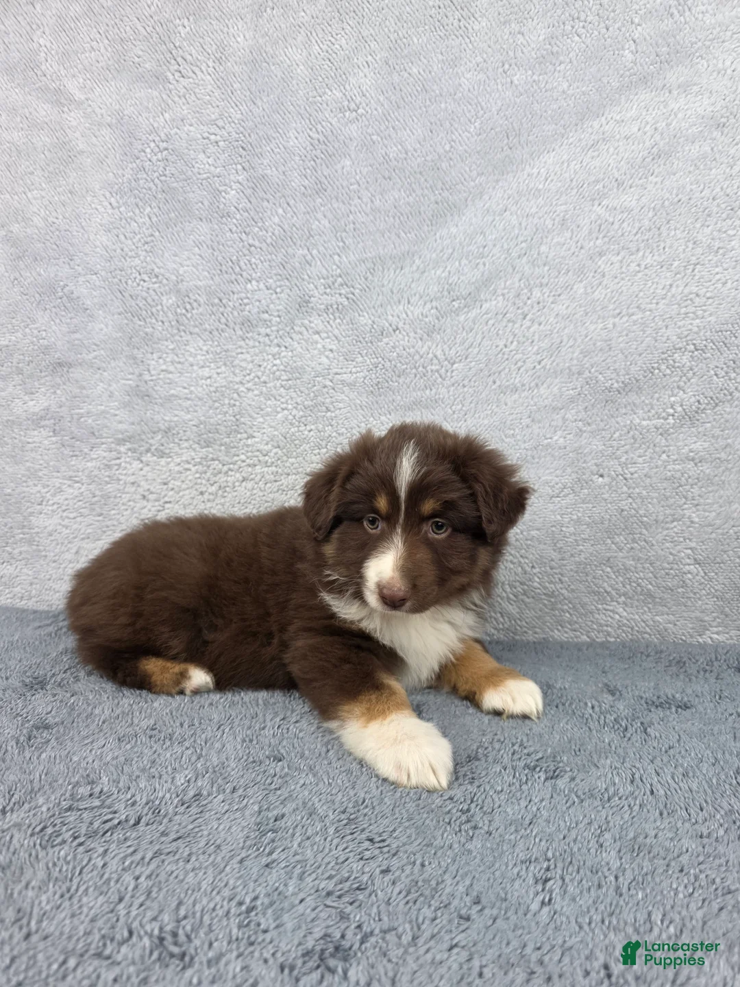 Miniature Australian Shepherd dogs for sale: Luna - Ad 2