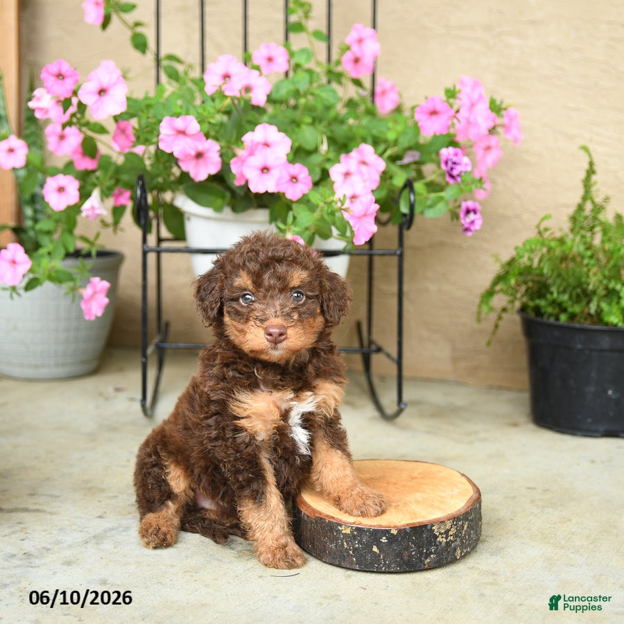 Mini Aussiedoodle dogs Pedro - Ad 2