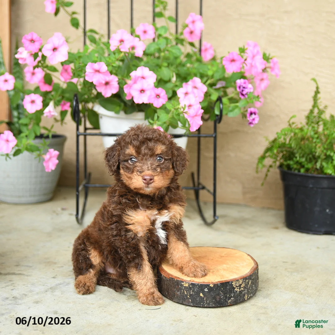 Mini Aussiedoodle dogs for sale: Pedro - Ad 2