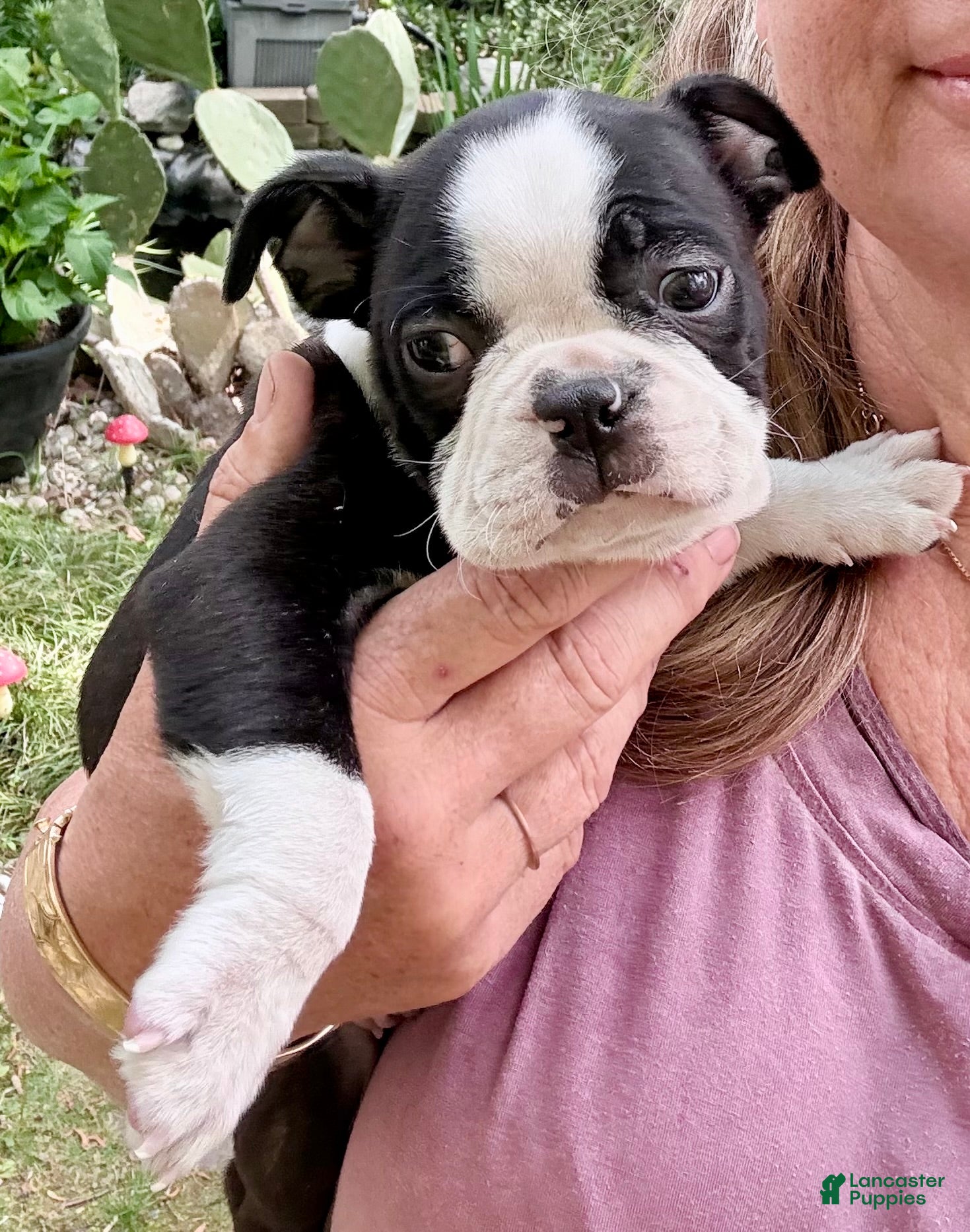 Boston Terrier dogs Boston Terrier Puppy 1 - Ad 1