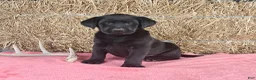 Labrador Retriever dogs for sale: Ashley - Ad 3