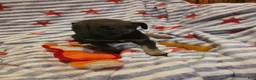 Mixed Breed dogs for sale: Mixed Breed 2 - Ad 2