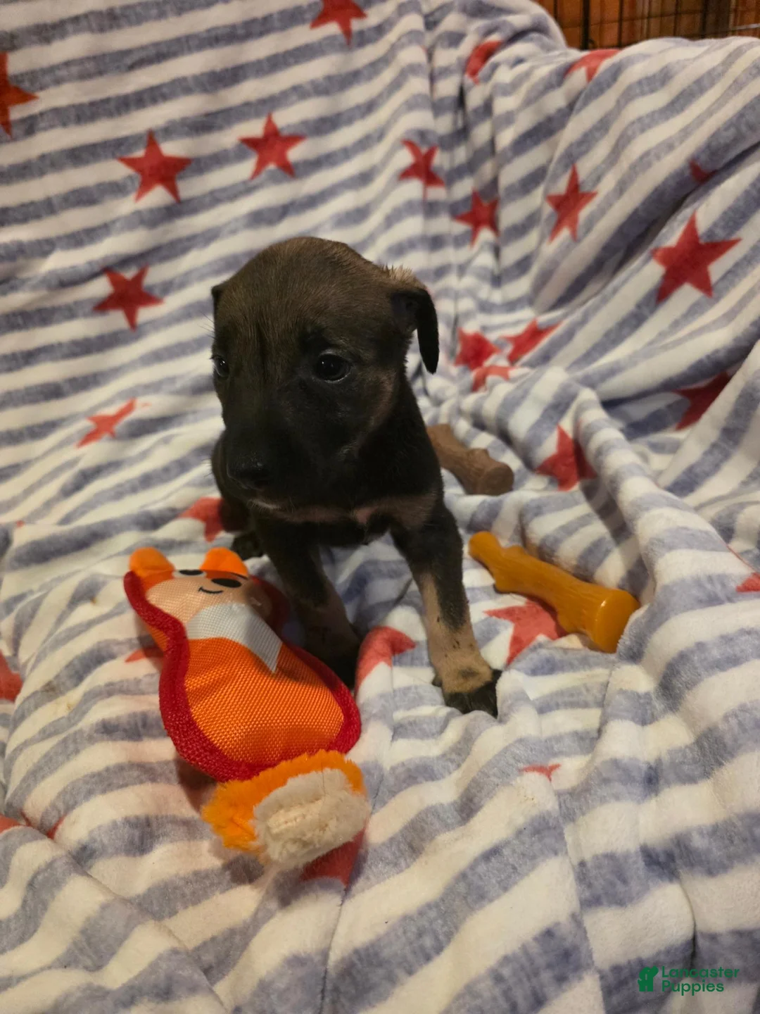 Mixed Breed dogs for sale: Mixed Breed 2 - Ad 2