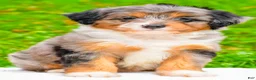 Mini Aussiedoodle dogs for sale: Lacey - Ad 1