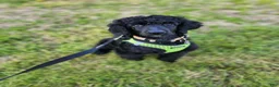 Standard Poodle dogs for sale: Standard Poodle Puppy  - Ad 7