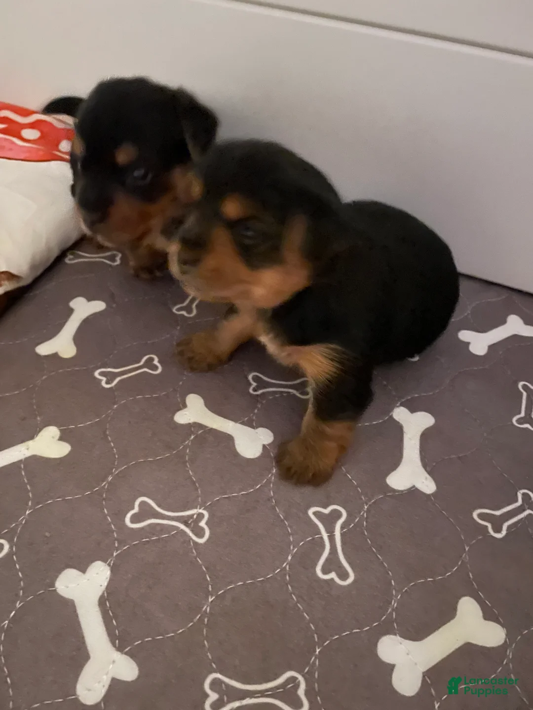 Yorkshire Terrier dogs for sale: Yorkshire Terrier Puppy 2 - Ad 2