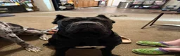 Cane Corso dogs for sale: Cane Corso 2 - Ad 95