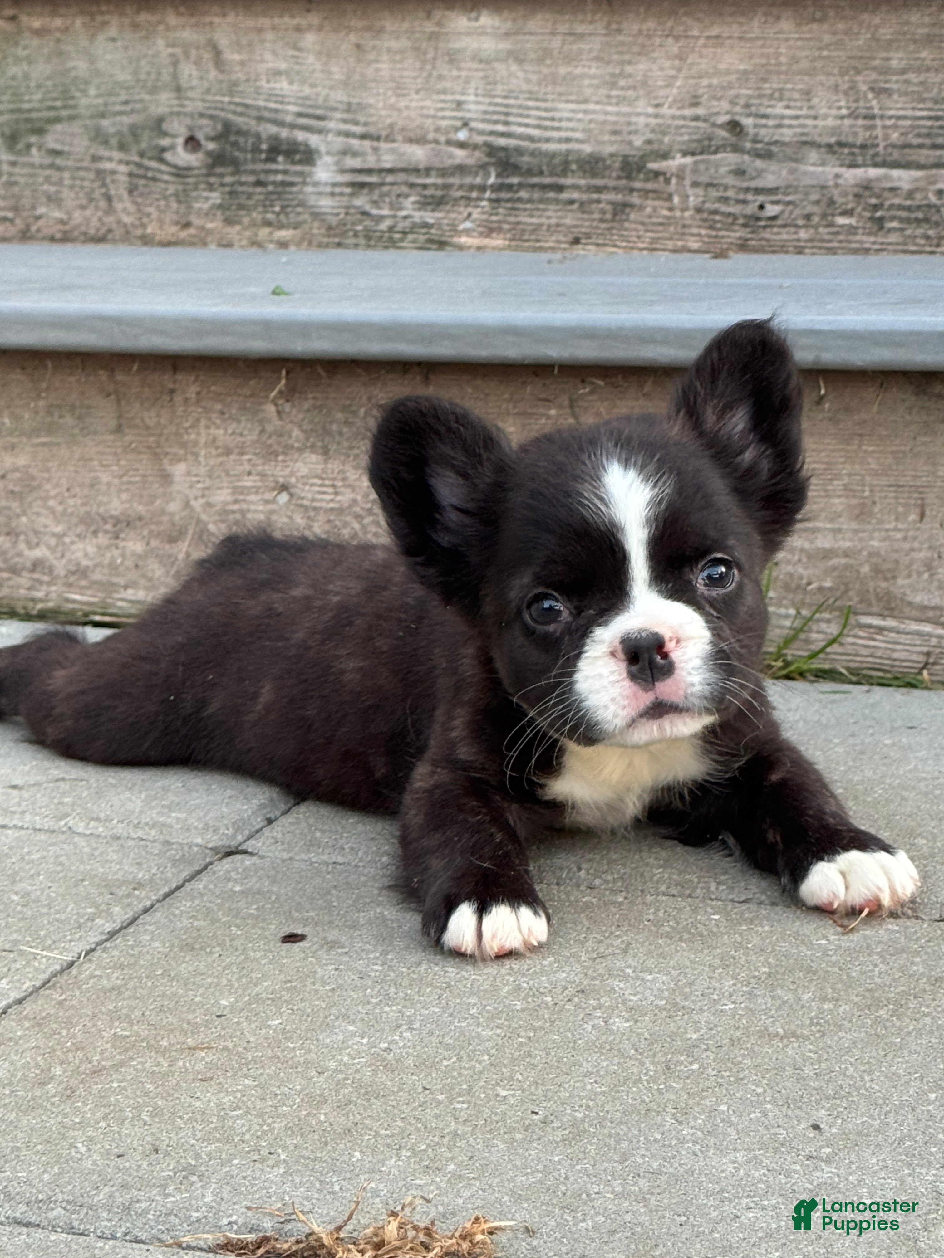 French Bulldog dogs French Bulldog 1 - Ad 7