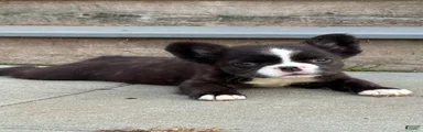 French Bulldog 1