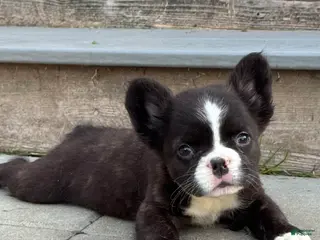French Bulldog dogs French Bulldog 1 - Ad 7